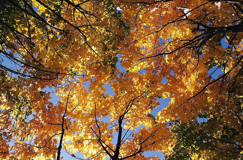 Natura, alberi, autunno, foglie, cima, corona, rami, ramo, cime, corone Sfondo HD
