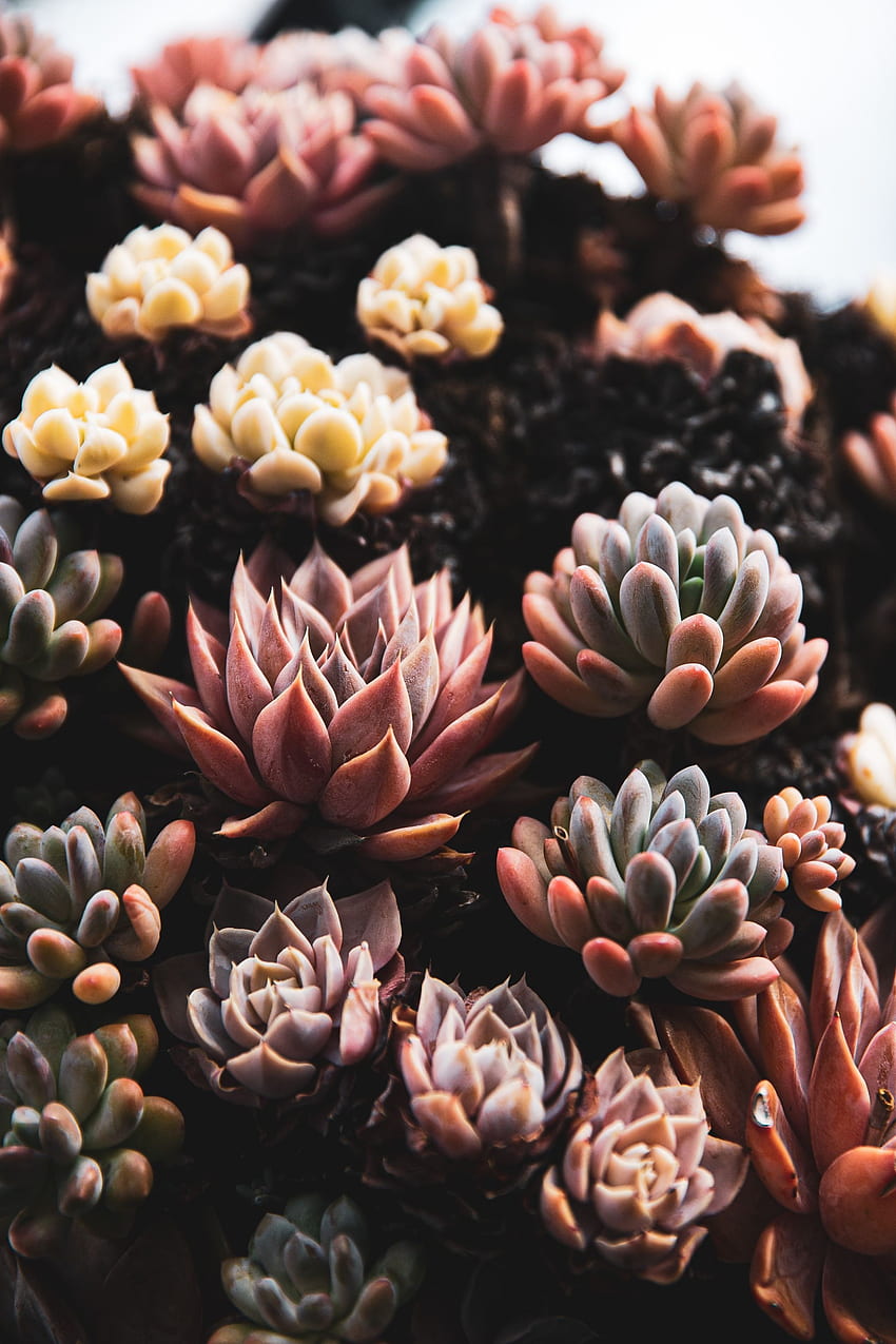 Plants, Flowers, Close-Up, Succulents HD phone wallpaper
