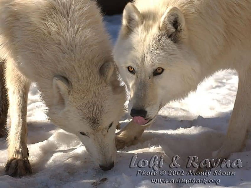 QUESTO È PER IL MIO AMICO LOKI, lupi bianchi, lupi, cuccioli di lupo, lupi che mangiano, branco di lupi, lupi neri, cani, lupi selvaggi, loki, neve, natura, parchi di lupi, lupi grigi Sfondo HD