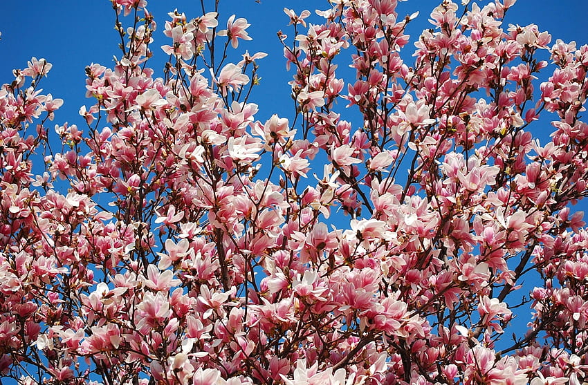 Fiori, cielo, rami, fioritura, fioritura, primavera, magnolia Sfondo HD