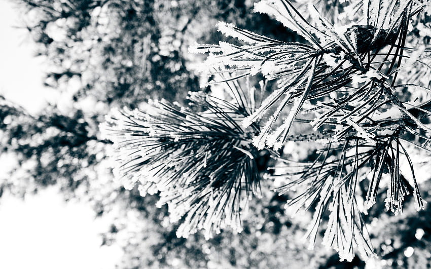 Macro, Branches, Fir, Spruce, Needles HD wallpaper