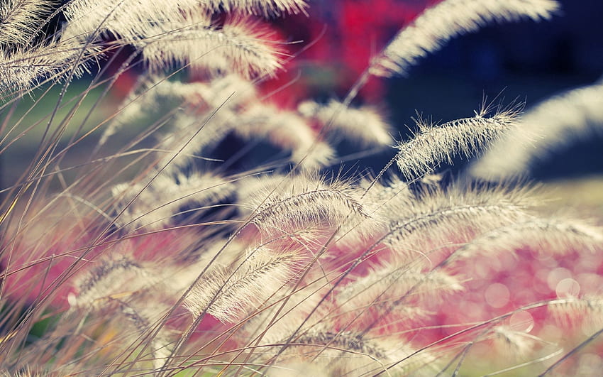 Grass, Macro, Dry, Wind HD wallpaper