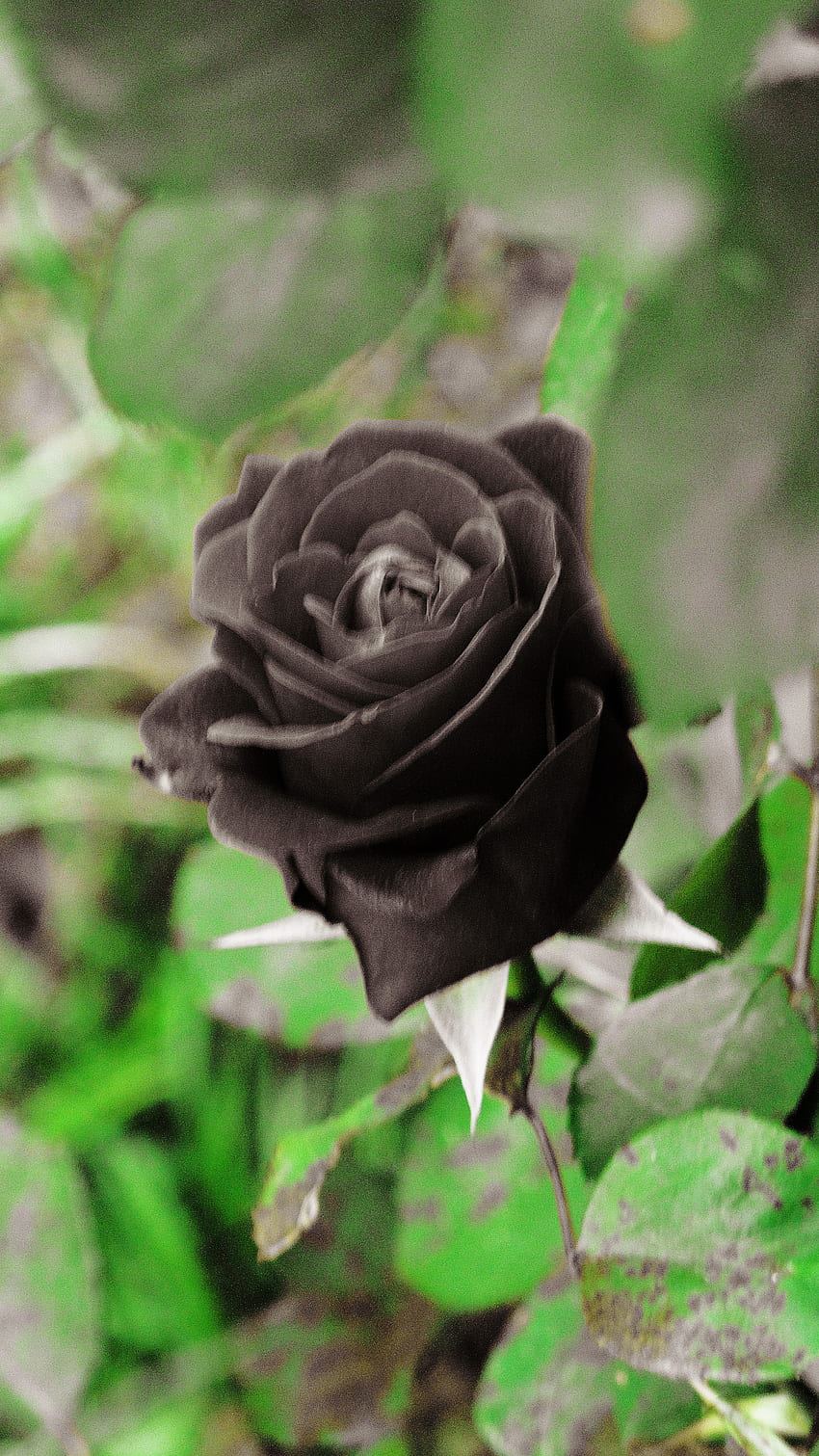 Black Rose, Beauiful, Black Rose Beautiful, beautiful HD phone wallpaper
