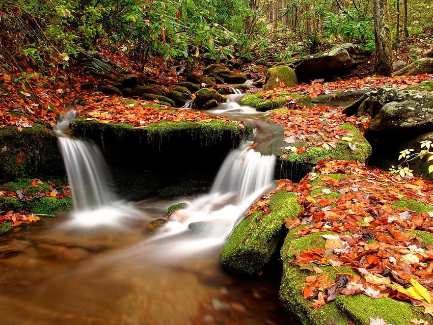 Nature, Water, Rivers, Stones, Autumn, Leaves, Forest, Moss, Source HD wallpaper