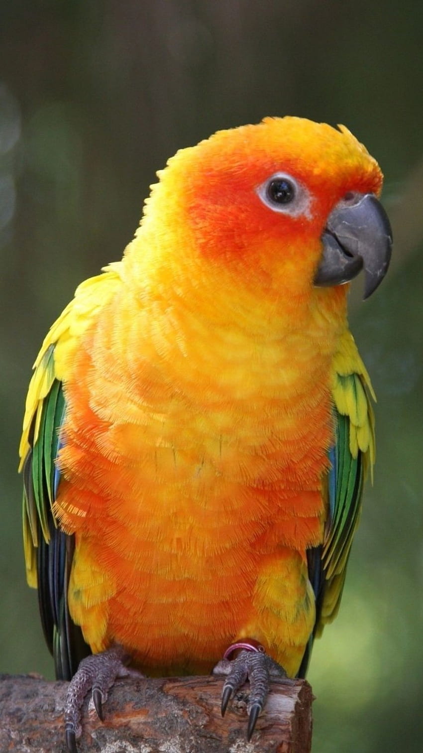 Animal Sun Parakeet, Parrot Phone HD phone wallpaper