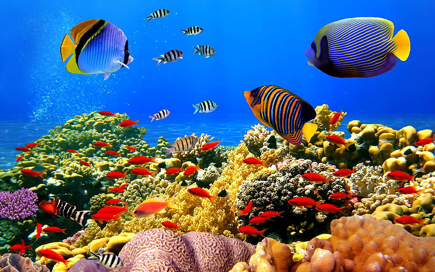 Récif corallien, ultra sous-marin Fond d'écran HD