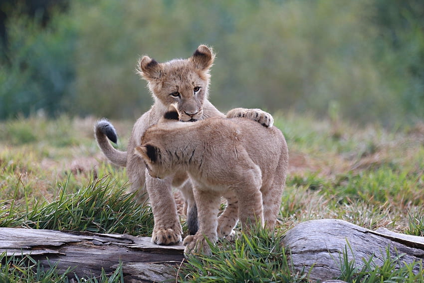 Tiere, Raubtiere, Junge, Jungtiere, Kätzchen, Löwenbabys HD-Hintergrundbild
