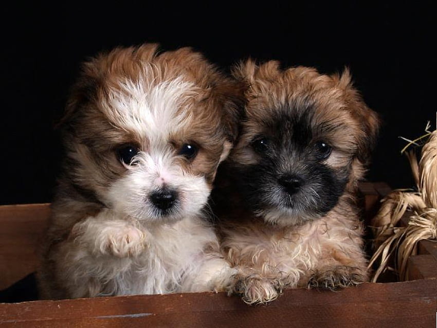 Kingston and Milly, fur, two, puppies, cute HD wallpaper