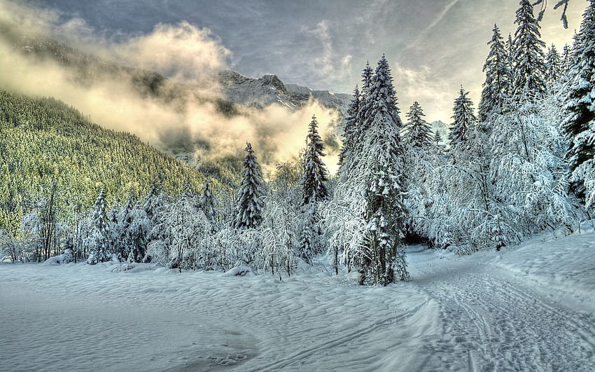 Invierno, Naturaleza, Nubes, Nieve, Bosque, Niebla, Abeto, Picea, Colinas fondo de pantalla