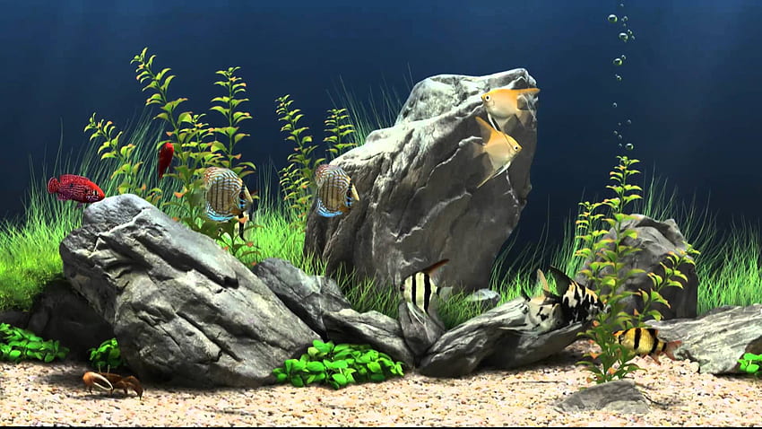 Tangki Air Tawar. Tank , Tank Battle dan Tank Girl, Aquarium Fish Tank Wallpaper HD