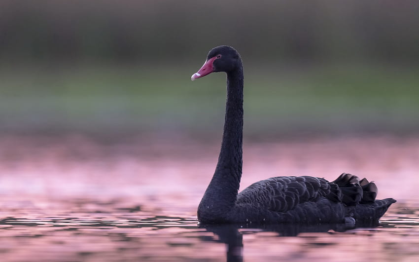 black swan, evening, sunset, swan on the lake, swans, swimming swan HD wallpaper