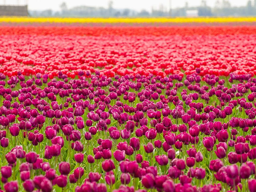 Tulipani rossi e viola, colorati, foglie, fiori, tulipani Sfondo HD