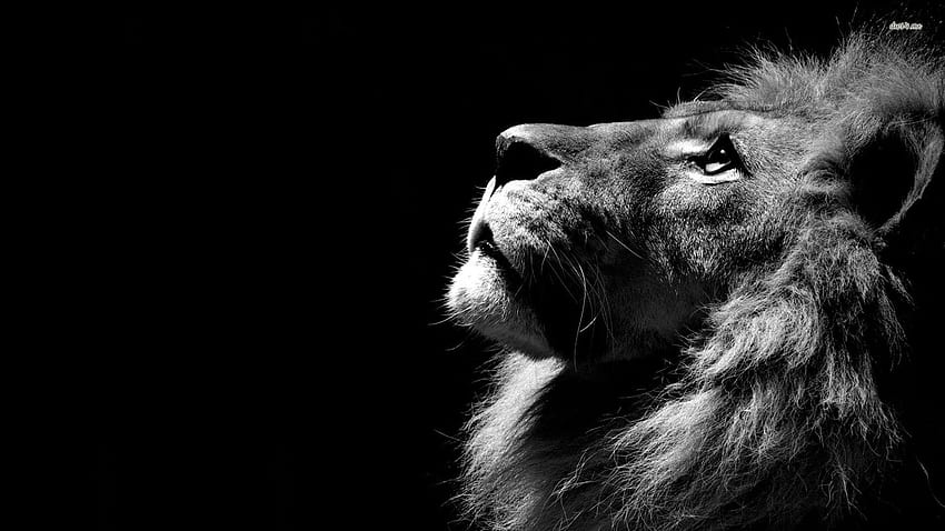 Narnia Lion HD Wallpapers - Wallpaper Cave