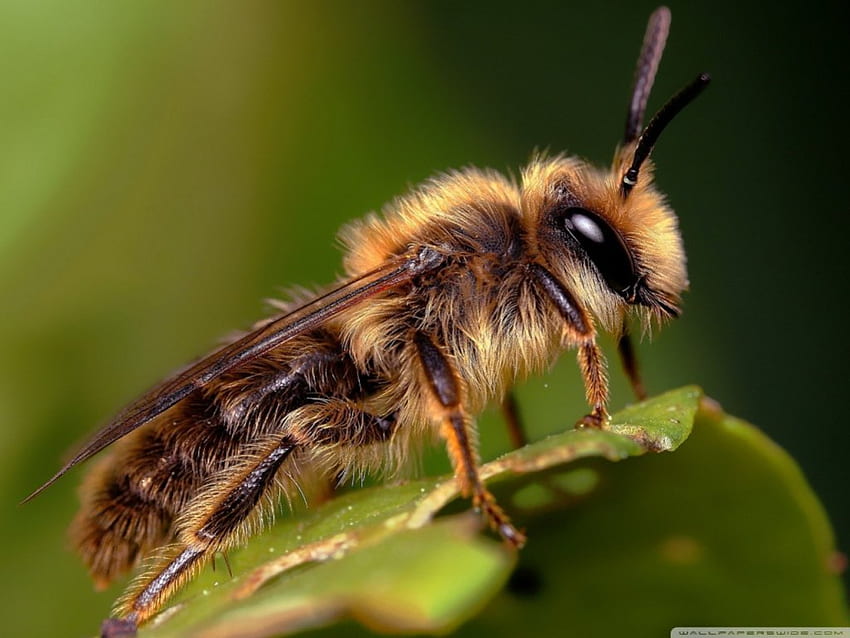 ผึ้งบนใบไม้ ธรรมชาติ ป่า มาโคร แมลง สัตว์ ใกล้ชิด ฤดูใบไม้ผลิ วอลล์เปเปอร์ HD
