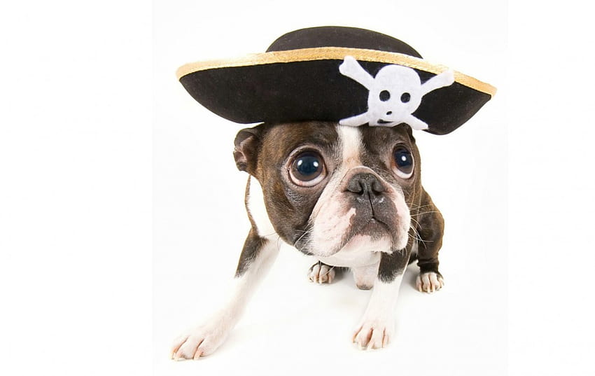 かわいい海賊、犬、動物、白、黒、海賊、ハロウィン、子犬、コスチューム、帽子 高画質の壁紙