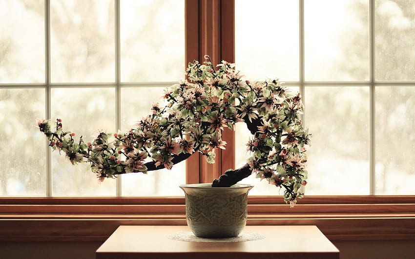 Bonsai, roślina, okno, orientalne, garnek Tapeta HD