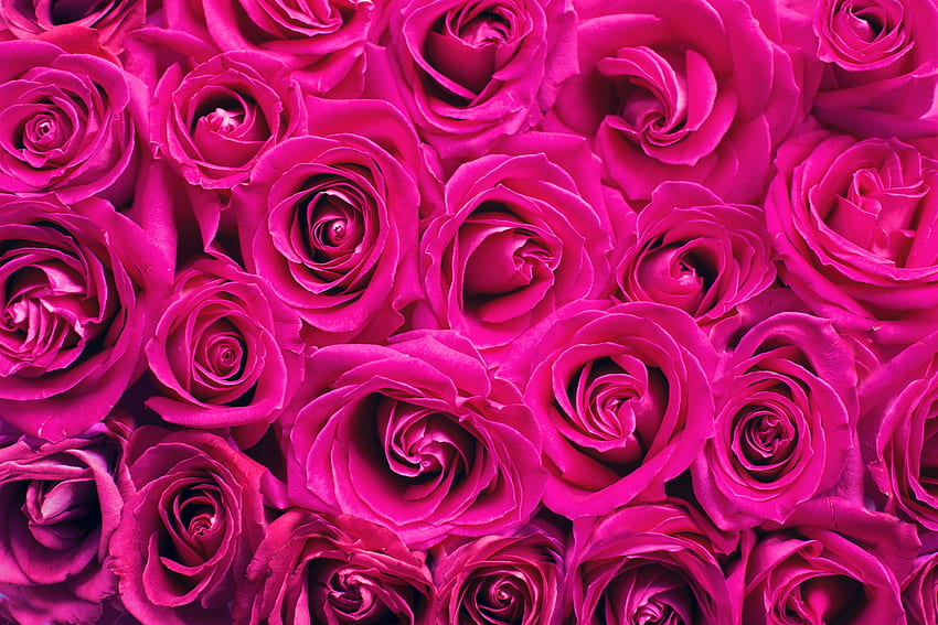 Flowers, Roses, Pink, Petals, Bouquet HD wallpaper
