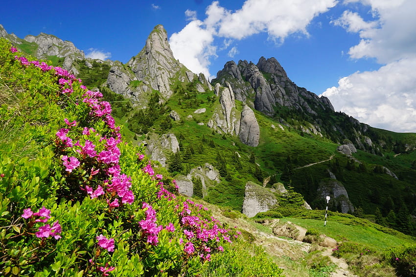 Mountain in summer, hills, slope, beautiful, grass, rocks, mountain, summer, wildflowers, cliffs, sky HD wallpaper