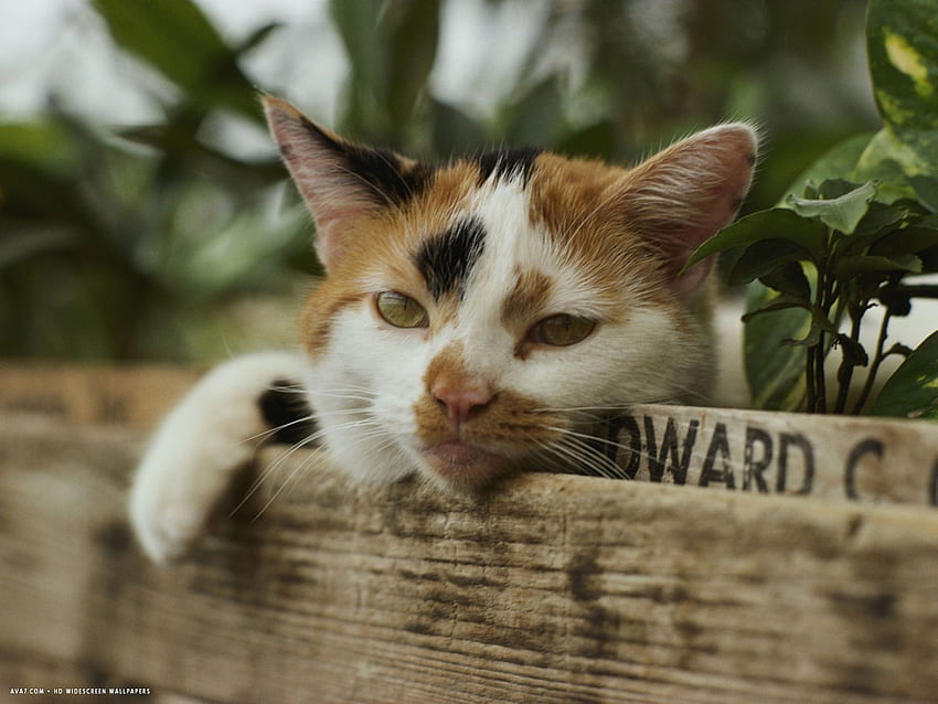 gatta calico con la testa appoggiata sulla fioriera in una casa verde. gatto calico , Calico Cats Sfondo HD