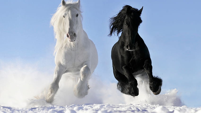 Black and White Horses Running Together HD wallpaper