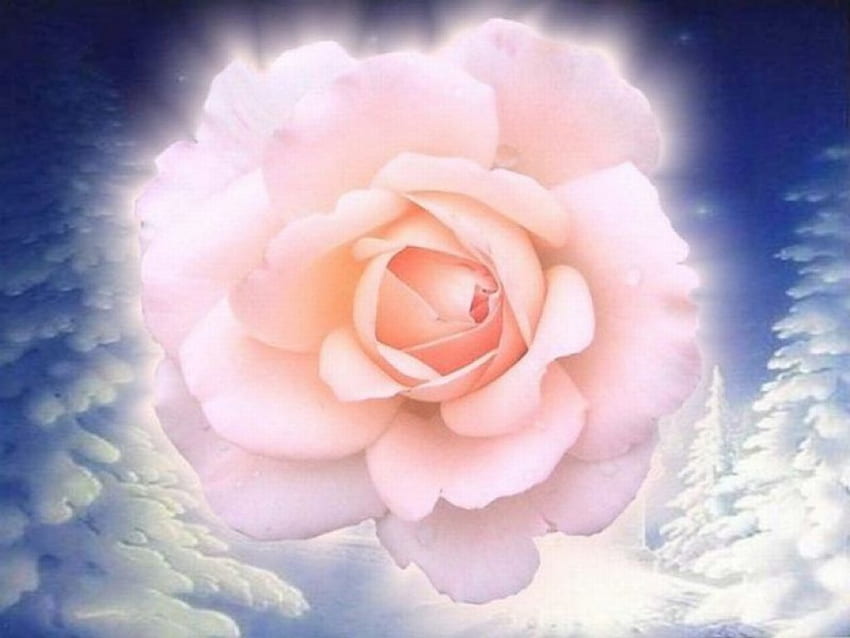 Winter Rose, winter, rose, pink, nature HD wallpaper
