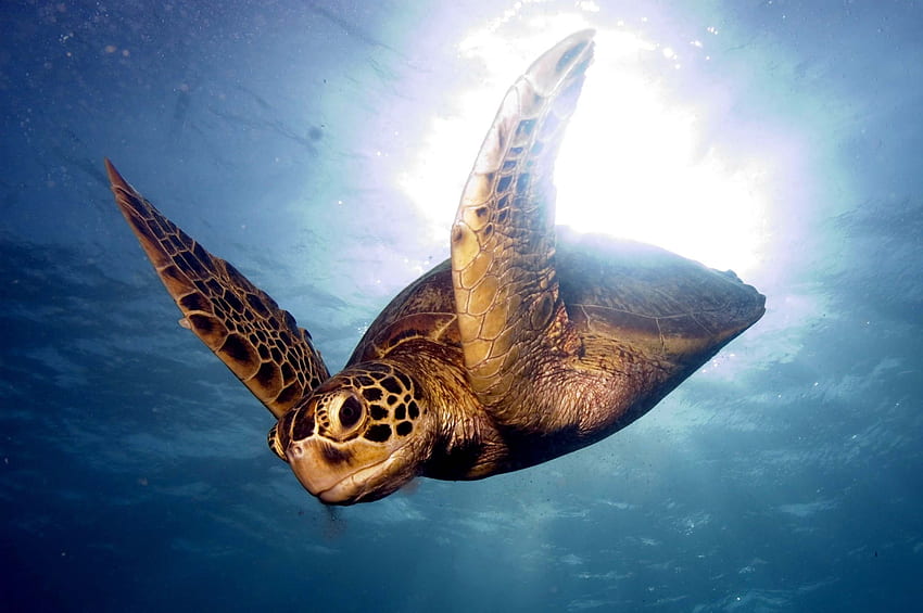 Tiere, Meer, Schwimmen, Schwimmen, Schildkröte, Barrier Reef HD-Hintergrundbild