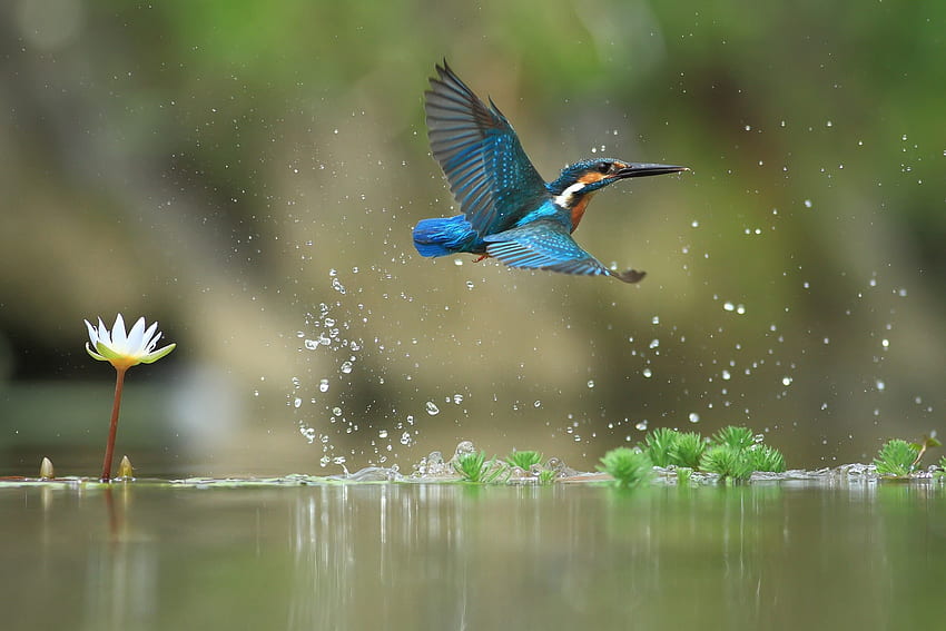 Martín pescador, azul, pájaro, pasare, verano, flor, verde, agua, loto fondo de pantalla