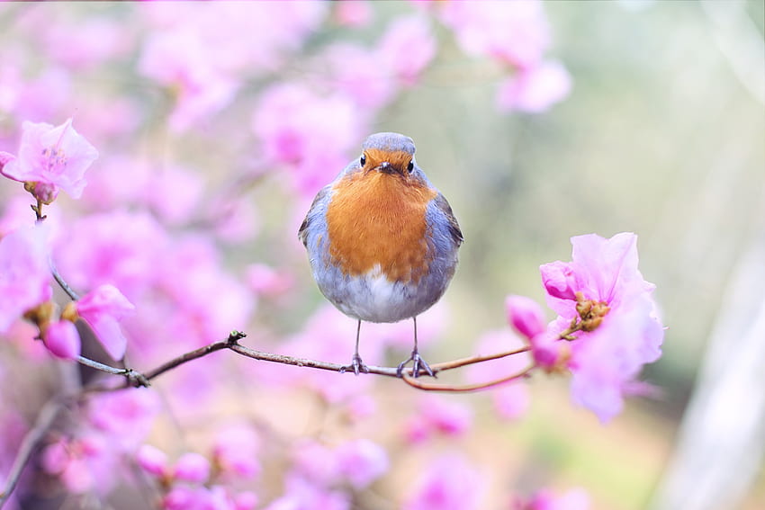 Spring, bird, European robin, blossom HD wallpaper