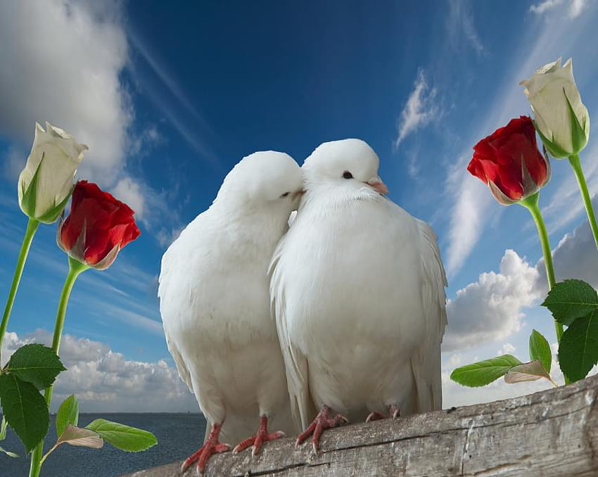 Peace and love, white, roses, love, red, doves HD wallpaper