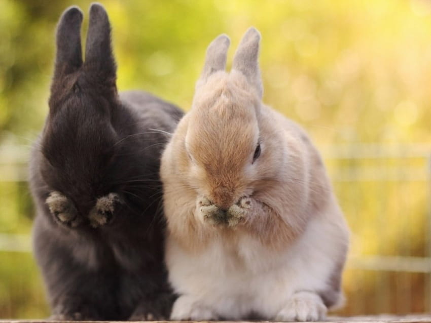 We are sorry, pair, nature, friends, beauty, rabbit HD wallpaper