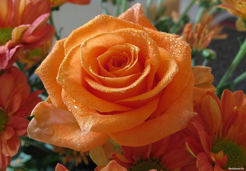Удебелена оранжева роза, роза, венчелистчета, удебелена, небе, природа, цветя, портокал HD тапет