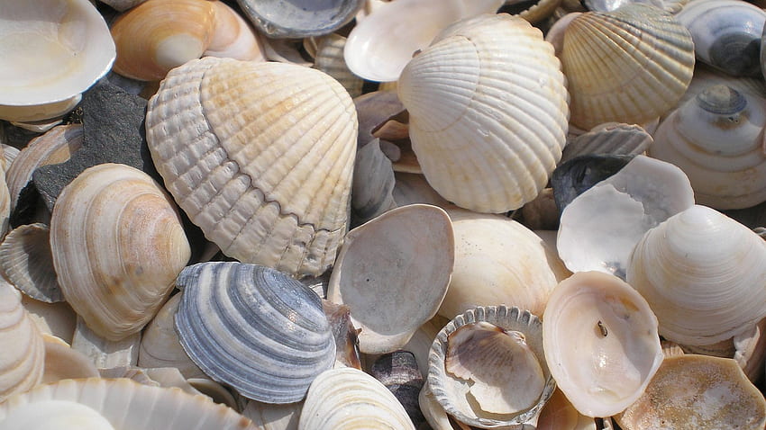 Sea Shells, Pebbles, , , Background, Fs2lsq, Seashell HD wallpaper