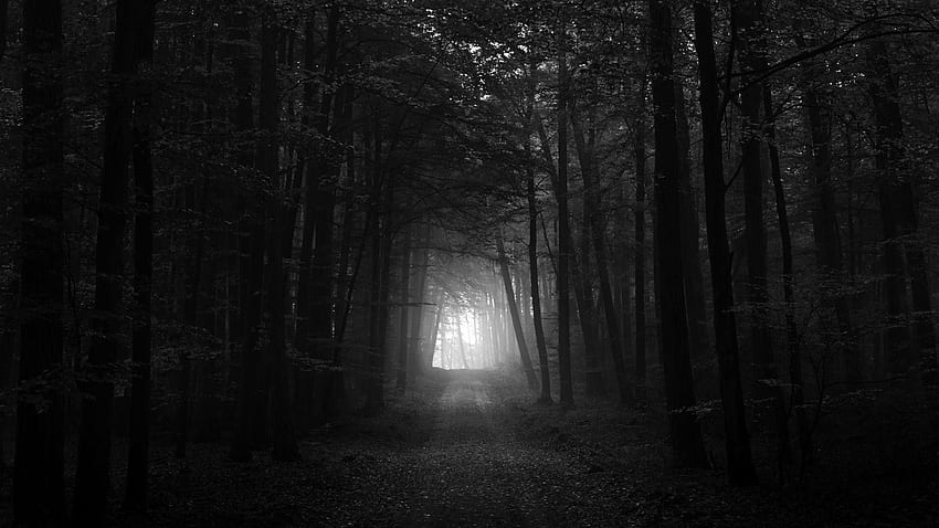 Şunlar için > Dark Forest iPhone - Dark Forest Path Black And White - & Background , Cool Dark Forest HD duvar kağıdı