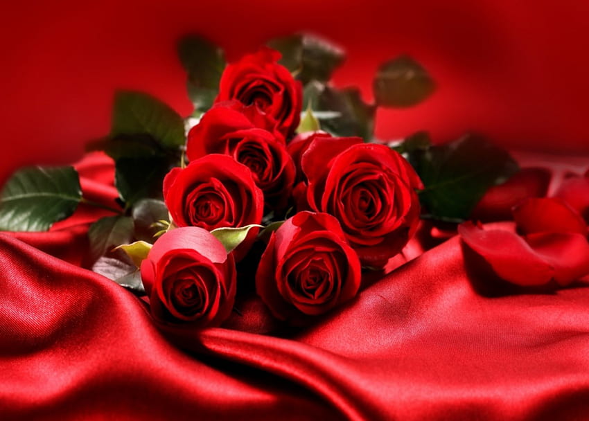Roses , Roses, Color, Red, Flowers, Lovely HD wallpaper