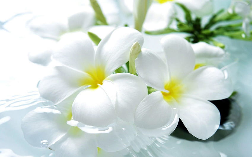 스파 - 흰색 배경 Araliya 꽃, 마사지 꽃 HD 월페이퍼