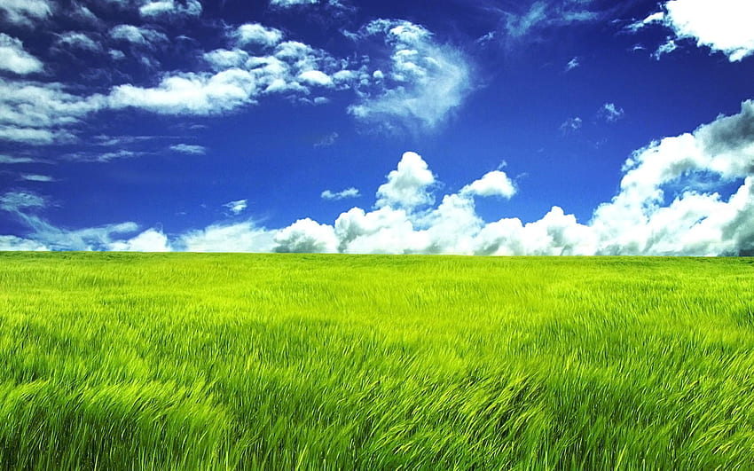 Çim Yeşil Arazi Süper Hq. Manzara , Çimen , Mavi gökyüzü HD duvar kağıdı