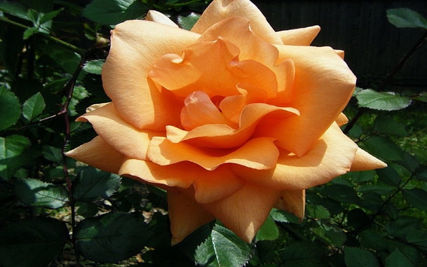 Large Orange Rose, shadow, gorgeous, soft, large, orange, rose, leaves, petals, green, nature HD wallpaper