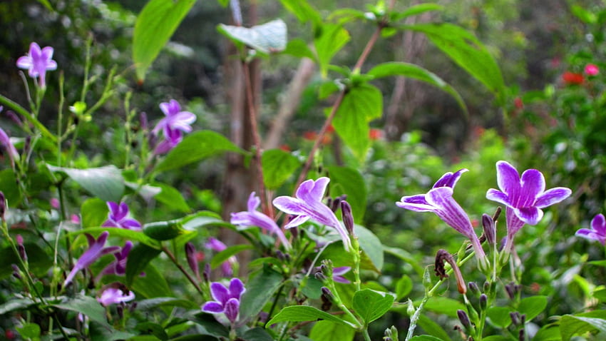 Flowers in the mountain, purple, flowers, lovely, mountain HD wallpaper