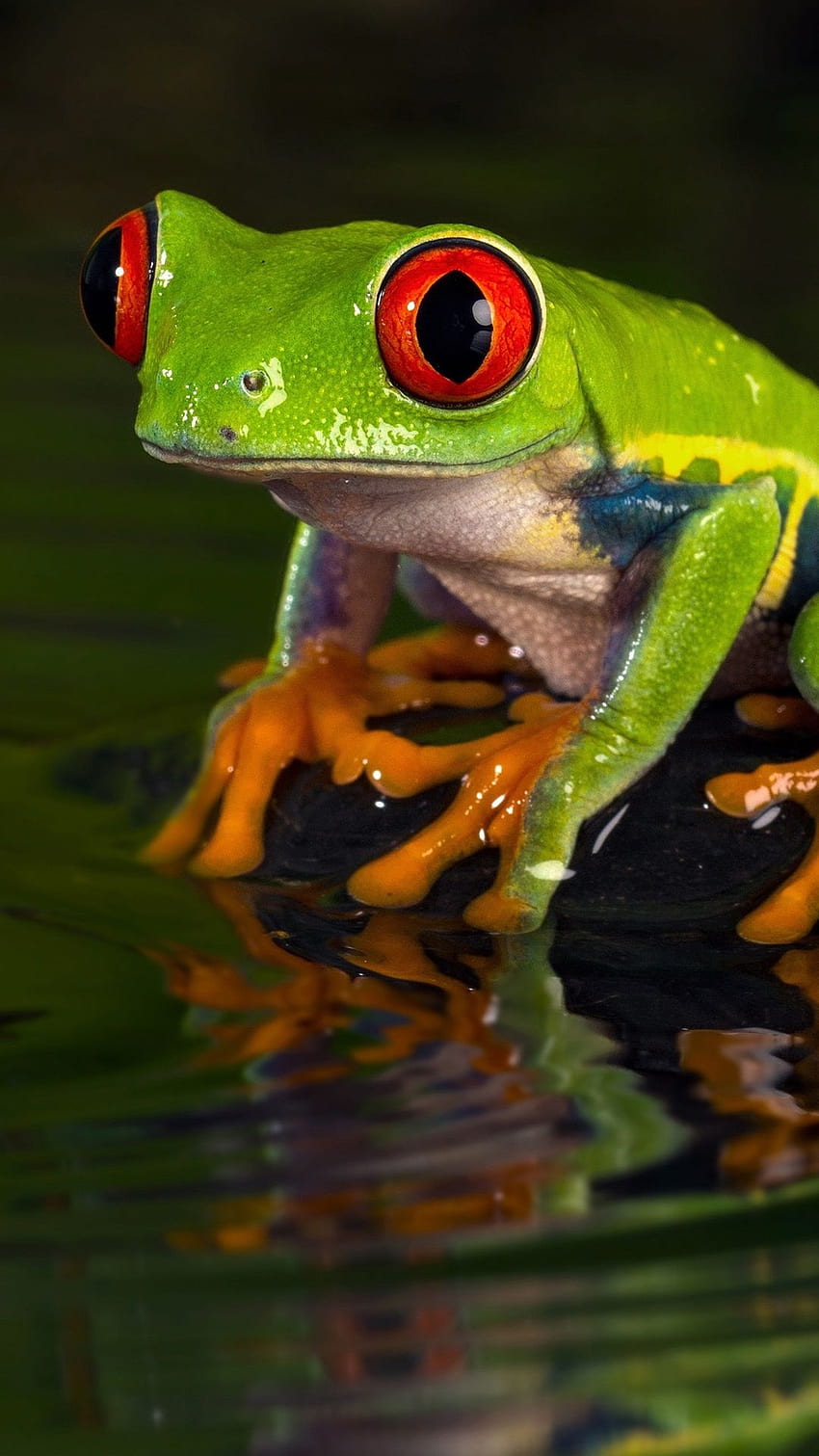 Bing Frog Wallpapers  Top Free Bing Frog Backgrounds  WallpaperAccess