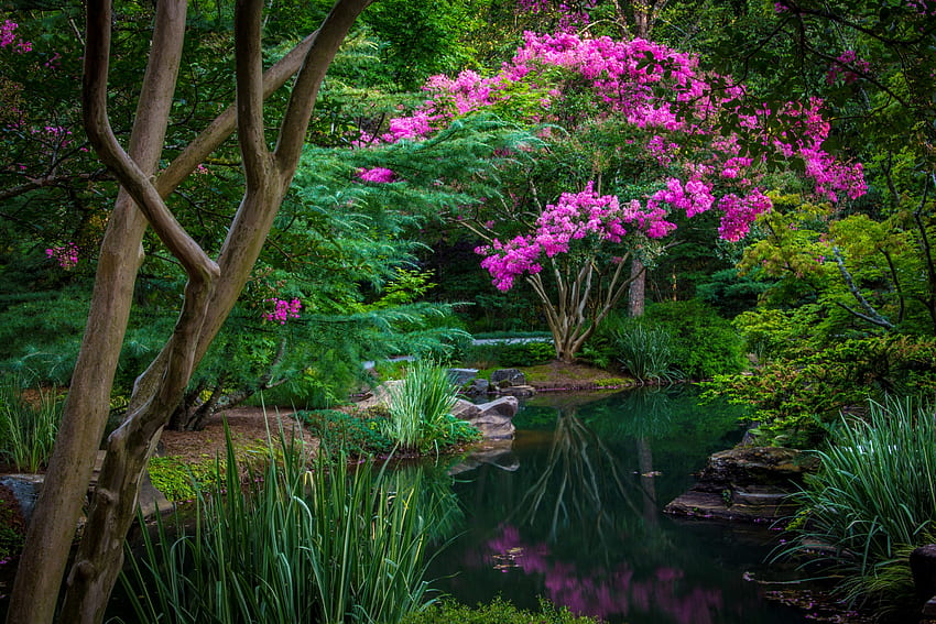Pond flowers, garden, peaceful, beautiful, serenity, tranquil, lake, park, reflection, pretty, trees, flowers, pond HD wallpaper