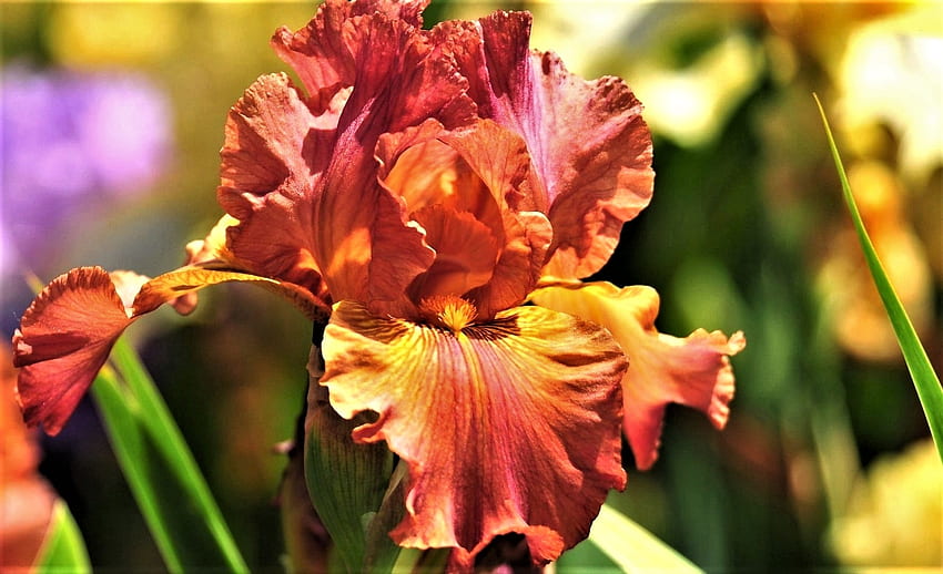 orange iris, iris, orange, macro, flower HD wallpaper