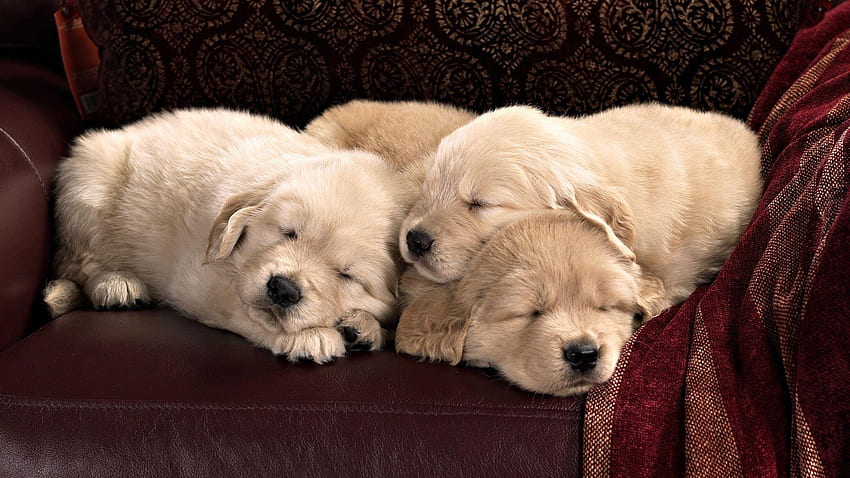 Sleeping Golden Retriever puppies [] for your , Mobile & Tablet. Explore Easter Golden Retriever . Easter Golden Retriever , Golden Retriever Easter, Puppy Sleeping HD wallpaper
