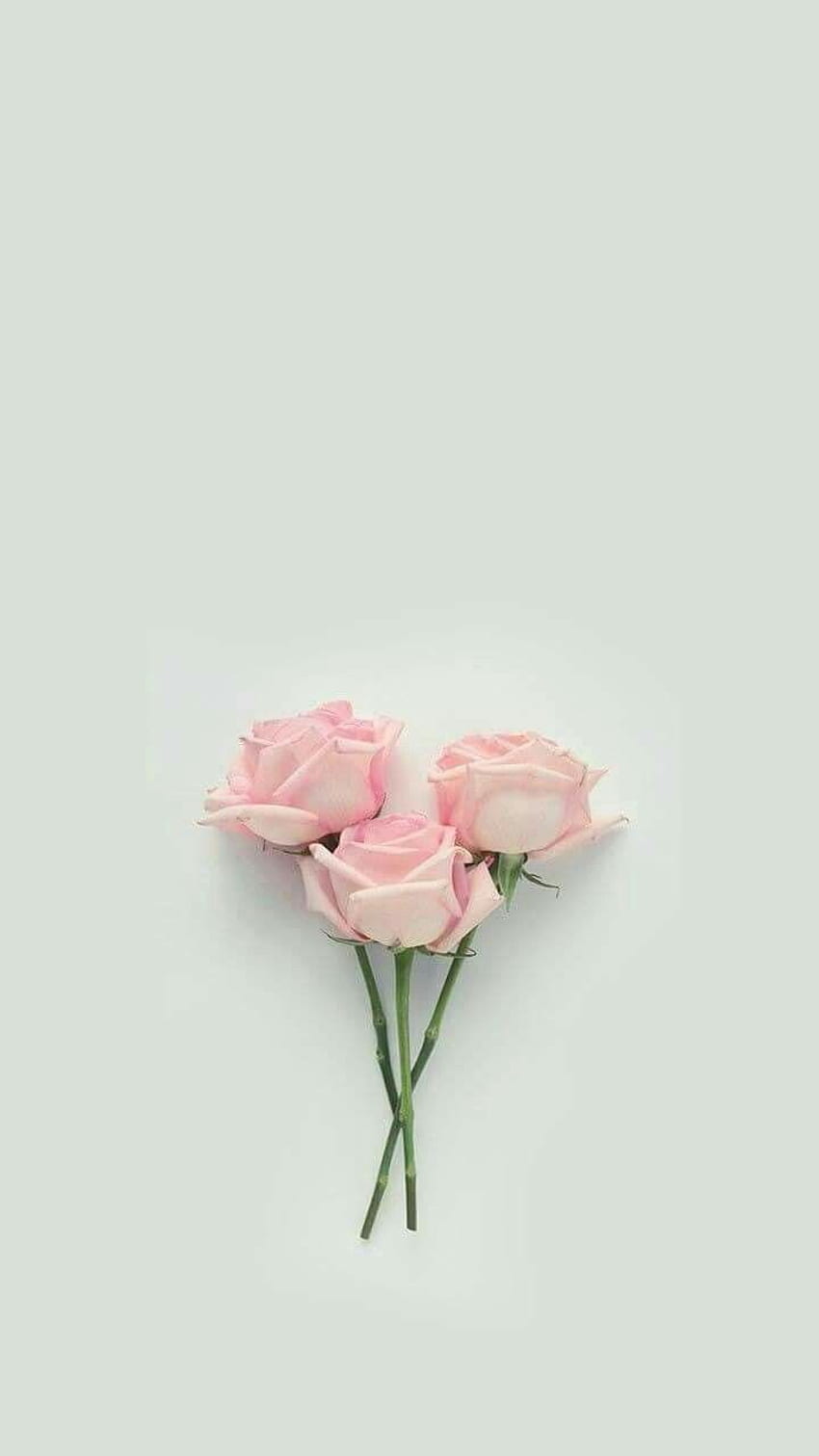 Pastellästhetische Rose, ästhetische Blumen-Cartoons HD-Handy-Hintergrundbild