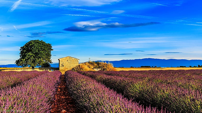 Provence France Nature Sky Fields lanskap lavender Wallpaper HD