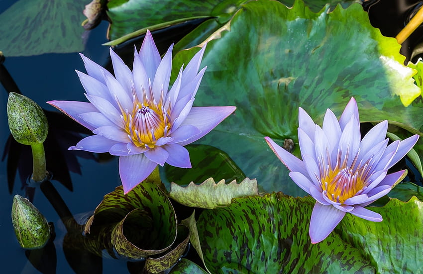 Blue Lotus, daun, teratai, kelopak, bunga Wallpaper HD