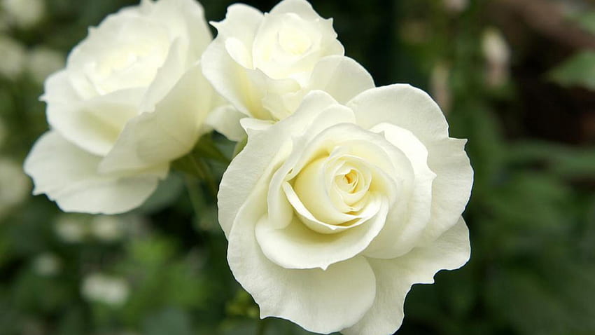 Awesome Beautiful White Rose Flower . Top Collection of different types of flowers in the HD wallpaper
