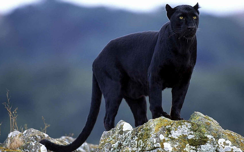 Animals : Black Puma With Yellow Eyes HD wallpaper