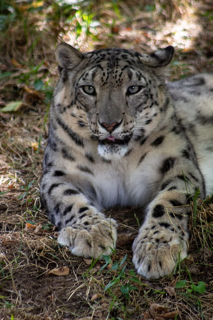 Снежен леопард, бял леопард HD тапет за телефон