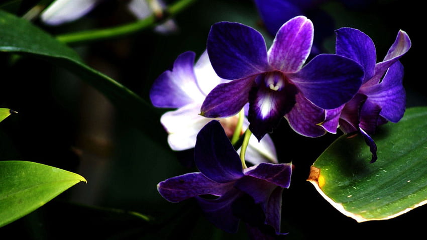 Mor Orkide, Çiçekler, Doğa, Orkideler HD duvar kağıdı
