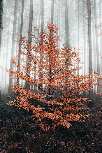 Layers, adventure, , fog, tree, trees, discover, forest, explore, misty ...